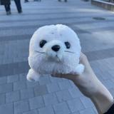 m_dog