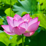 LOTUS PROJECT