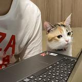 _negi_