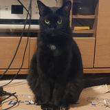 しゃもてぃ