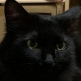 黒猫商会