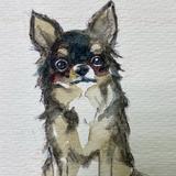 似顔絵ツリガネニンジン