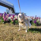 大納言えずき