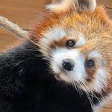 ASKデザイン