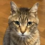 タフうつ病経験者