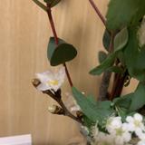 りんごトマト