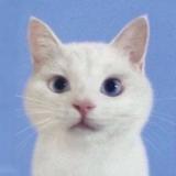 ふれみー