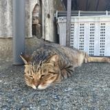 カナライオン
