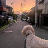 fuyo｜Canva歴7年クリエイター