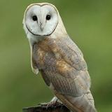 BarnOwl