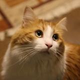 paopao46