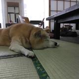 Ruby_shibainu