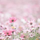 ふわり：四柱推命占い講師