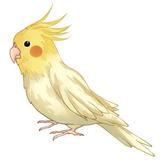 ちゃかぴこ