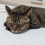 こころのごはんW