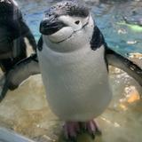 なごみニオン