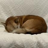 あさひです！