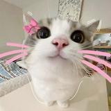 ミルみキャト