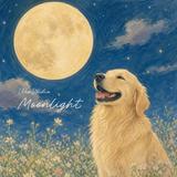 WebStudio Moonlight