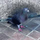 天音君