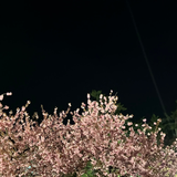東雲かすか