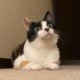 みけこ工房