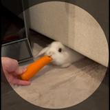 はる なんでも聞きます
