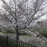 岸先生
