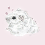 ShiromiChan