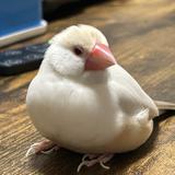 名鳥 佑飛