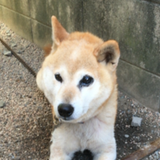 せんえつリョウ
