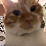Suikaaa