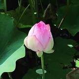 華月（かづき）