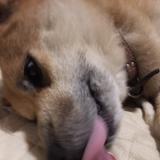 宮下パンダ