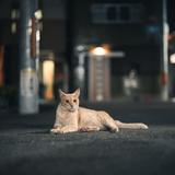まうす 〜京大医学部〜