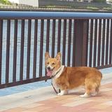 記帳代行屋ドットコム