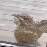 フジエダトリ