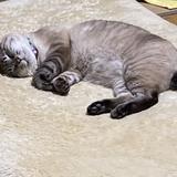 scrapingCat