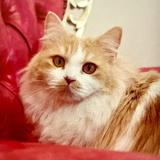 猫娘。