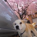 たいよう屋