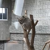 ごましお先生