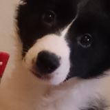 puppyhime4265