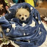 ポこぽこ