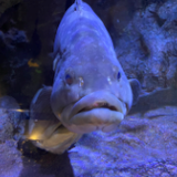 meatfish3