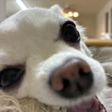 かつび