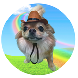 puchiodesign
