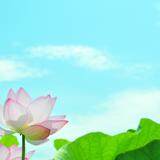 零花　《REIKA》