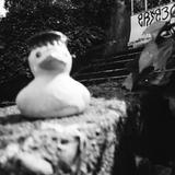 彩咲 翼