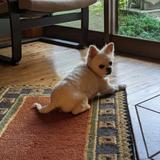 チーズの飼い主 インバスケット演習講師