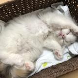 まゆみP